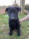 German Shepherd Puppies for sale in Gaffney, SC, USA. price: NA