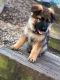 German Shepherd Puppies for sale in Fredericksburg, VA 22401, USA. price: $1,000