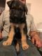German Shepherd Puppies for sale in Madison, AL 35758, USA. price: NA