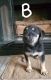 German Shepherd Puppies for sale in Henderson, TX 75652, USA. price: $200