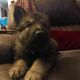 German Shepherd Puppies for sale in Council Bluffs, IA, USA. price: NA