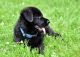 German Shepherd Puppies for sale in Crescent City, CA, USA. price: NA