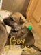 German Shepherd Puppies for sale in McAlester, OK 74501, USA. price: $500
