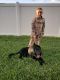 German Shepherd Puppies for sale in Spring Hill, FL, USA. price: NA
