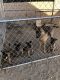 German Shepherd Puppies for sale in Victorville, CA, USA. price: $500