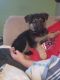 German Shepherd Puppies for sale in Annandale, MN 55302, USA. price: $600