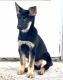 German Shepherd Puppies for sale in New Brunswick, NJ, USA. price: $850
