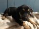 German Shepherd Puppies for sale in East Palestine, OH 44413, USA. price: NA