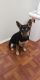 German Shepherd Puppies for sale in Hillcrest Heights, MD 20748, USA. price: $500