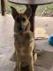 German Shepherd Puppies for sale in Martinsburg, WV 25401, USA. price: NA