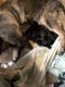 German Shepherd Puppies for sale in DeKalb, IL, USA. price: $300