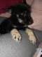 German Shepherd Puppies for sale in Baltimore, MD 21215, USA. price: $300