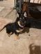 German Shepherd Puppies for sale in Coopersburg, PA 18036, USA. price: NA