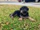 German Shepherd Puppies for sale in Moreno Valley, CA, USA. price: $700