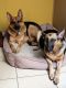 German Shepherd Puppies for sale in Fairview, NJ 07022, USA. price: NA