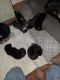 German Shepherd Puppies for sale in Greenwich, NY 12834, USA. price: $1,200
