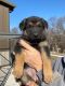 German Shepherd Puppies for sale in Des Moines, IA, USA. price: NA