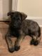 German Shepherd Puppies for sale in Pleasant Hill, MO 64080, USA. price: $500