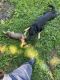 German Shepherd Puppies for sale in Delaware County, PA, USA. price: $800