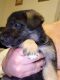 German Shepherd Puppies for sale in Terryville, Plymouth, CT, USA. price: $2,000