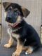 German Shepherd Puppies for sale in Russell Springs, KY 42642, USA. price: $1,200