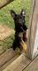 German Shepherd Puppies for sale in NORBOURNE EST, KY 40207, USA. price: NA