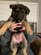 German Shepherd Puppies for sale in Terrebonne, OR, USA. price: NA