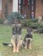 German Shepherd Puppies for sale in Wilmington, OH 45177, USA. price: $1,000