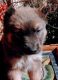 German Shepherd Puppies for sale in Garland, TX, USA. price: NA