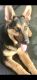 German Shepherd Puppies for sale in Centreville, VA 20121, USA. price: NA