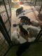 German Shepherd Puppies for sale in Conroe, TX, USA. price: NA