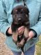 German Shepherd Puppies for sale in West Liberty, KY 41472, USA. price: $600
