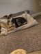German Shepherd Puppies for sale in Kansas City, MO, USA. price: $150