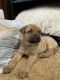 German Shepherd Puppies for sale in Black Diamond, WA 98010, USA. price: NA