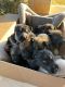 German Shepherd Puppies for sale in Conroe, TX, USA. price: $600