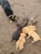 German Shepherd Puppies for sale in Yreka, CA 96097, USA. price: NA