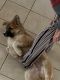 German Shepherd Puppies for sale in Killeen-Temple-Fort Hood, TX, TX, USA. price: NA