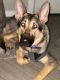German Shepherd Puppies for sale in Spokane, WA 99208, USA. price: $300