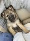 German Shepherd Puppies for sale in Greenwood, IN, USA. price: $450