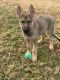 German Shepherd Puppies for sale in Chesapeake, VA 23320, USA. price: $800