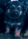 German Shepherd Puppies for sale in Warren, MI, USA. price: $500