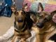 German Shepherd Puppies for sale in Hartford, IL, USA. price: $350