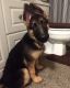 German Shepherd Puppies for sale in Portland, OR, USA. price: $1,500