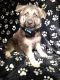German Shepherd Puppies for sale in Bowling Green, OH, USA. price: $800