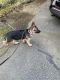 German Shepherd Puppies for sale in Ashland, OR 97520, USA. price: NA