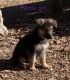 German Shepherd Puppies for sale in Suwanee, GA 30024, USA. price: NA