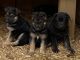 German Shepherd Puppies for sale in Inman, SC 29349, USA. price: NA