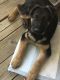 German Shepherd Puppies for sale in Parker, CO, USA. price: NA