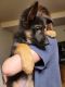 German Shepherd Puppies for sale in Puyallup, WA, USA. price: $600