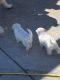 German Shepherd Puppies for sale in Sacramento Metropolitan Area, CA, USA. price: NA